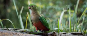 Preview wallpaper king parrot, bird, green, wild