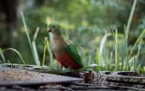 Preview wallpaper king parrot, bird, green, wild