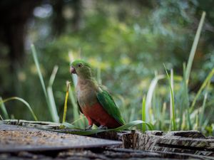 Preview wallpaper king parrot, bird, green, wild