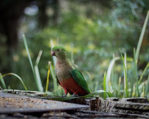 Preview wallpaper king parrot, bird, green, wild