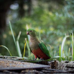 Preview wallpaper king parrot, bird, green, wild