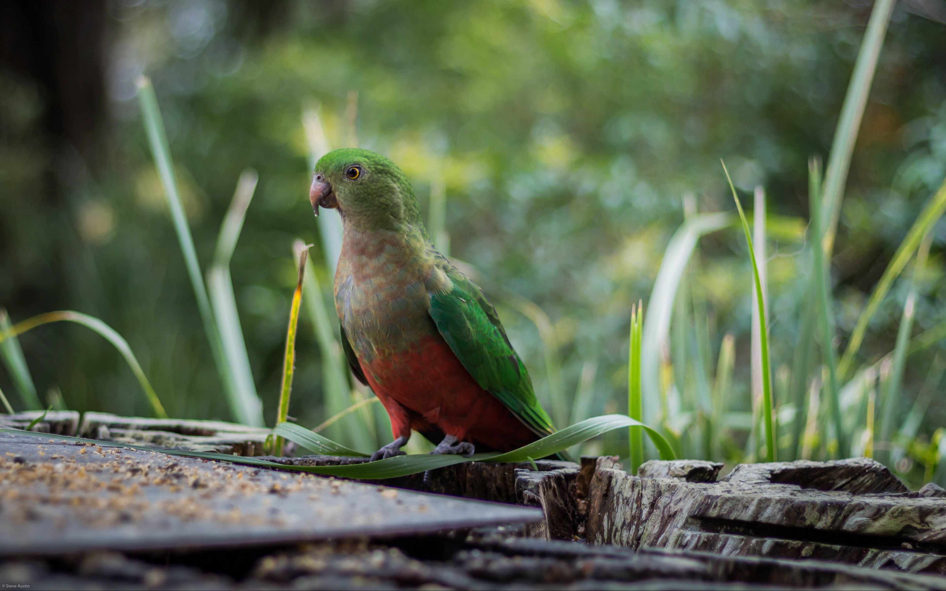 Download wallpaper 3840x2400 king parrot, bird, green, wild 4k ultra hd