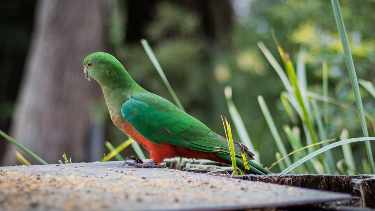 Wallpaper king parrot, bird, wildlife