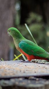 Preview wallpaper king parrot, bird, wildlife