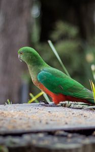 Preview wallpaper king parrot, bird, wildlife