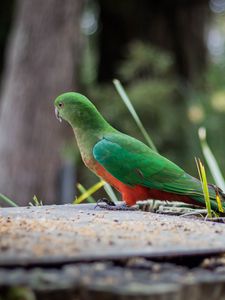 Preview wallpaper king parrot, bird, wildlife