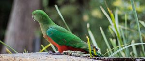 Preview wallpaper king parrot, bird, wildlife