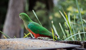 Preview wallpaper king parrot, bird, wildlife