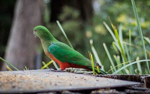 Preview wallpaper king parrot, bird, wildlife