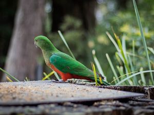 Preview wallpaper king parrot, bird, wildlife