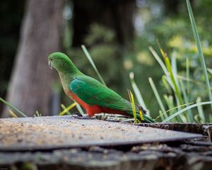 Preview wallpaper king parrot, bird, wildlife