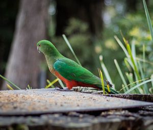 Preview wallpaper king parrot, bird, wildlife