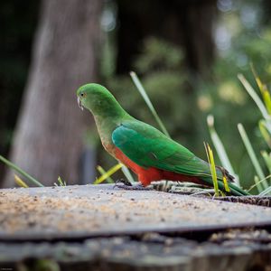 Preview wallpaper king parrot, bird, wildlife