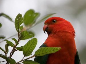 Preview wallpaper king parrot, bird, wildlife, beak