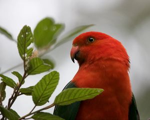 Preview wallpaper king parrot, bird, wildlife, beak