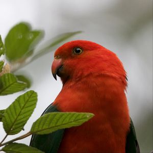 Preview wallpaper king parrot, bird, wildlife, beak