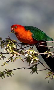 Preview wallpaper king parrot, parrot, branch, leaves