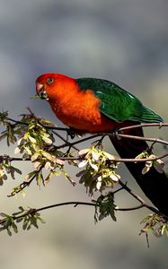 Preview wallpaper king parrot, parrot, branch, leaves