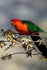 Preview wallpaper king parrot, parrot, branch, leaves