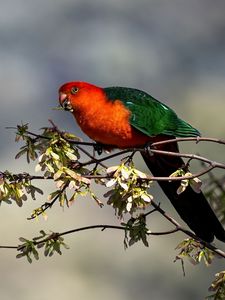 Preview wallpaper king parrot, parrot, branch, leaves