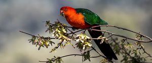 Preview wallpaper king parrot, parrot, branch, leaves