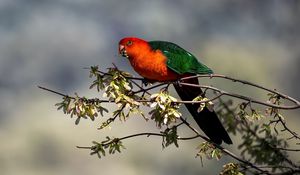 Preview wallpaper king parrot, parrot, branch, leaves