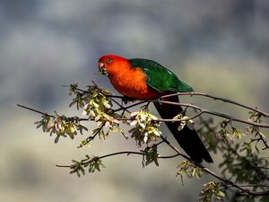 Preview wallpaper king parrot, parrot, branch, leaves