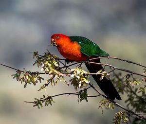 Preview wallpaper king parrot, parrot, branch, leaves