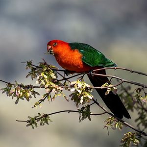 Preview wallpaper king parrot, parrot, branch, leaves