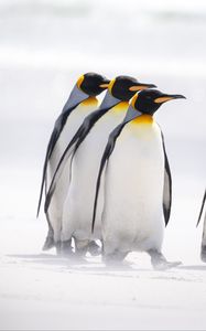 Preview wallpaper king penguins, penguins, birds, arctic, wildlife