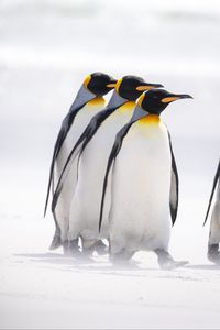 Preview wallpaper king penguins, penguins, birds, arctic, wildlife