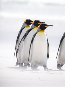 Penguins old mobile, cell phone, smartphone wallpapers hd, desktop  backgrounds 240x320 date, images and pictures
