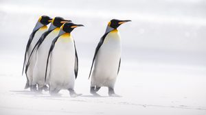 Preview wallpaper king penguins, penguins, birds, arctic, wildlife