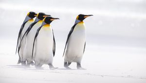 Preview wallpaper king penguins, penguins, birds, arctic, wildlife