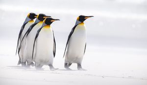 Preview wallpaper king penguins, penguins, birds, arctic, wildlife