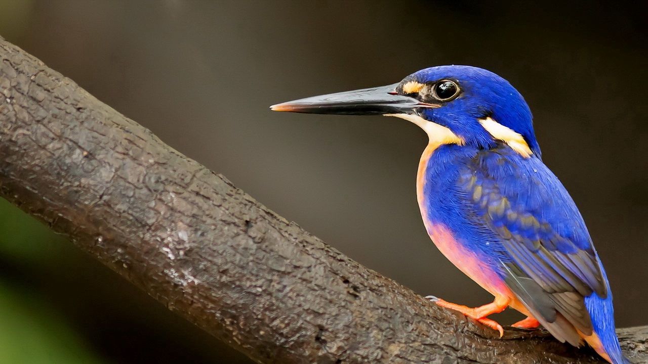 Wallpaper kingfisher, bird, beak