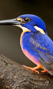 Preview wallpaper kingfisher, bird, beak