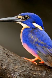 Preview wallpaper kingfisher, bird, beak