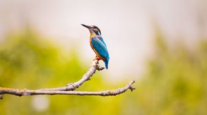 Preview wallpaper kingfisher, bird, branch, blur