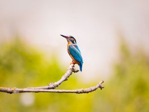 Preview wallpaper kingfisher, bird, branch, blur