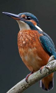 Preview wallpaper kingfisher, bird, branch, color