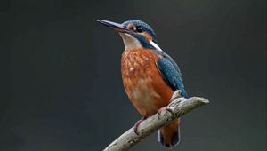 Preview wallpaper kingfisher, bird, branch, color