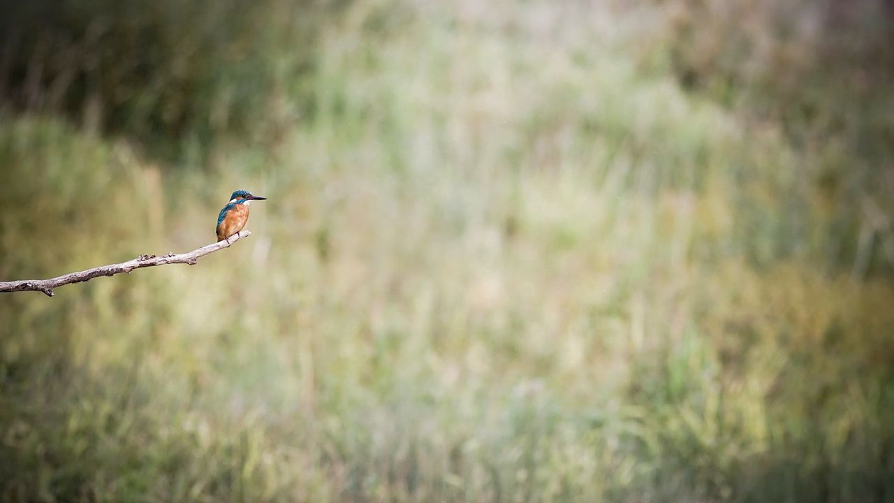 Wallpaper kingfisher, bird, branch, sit
