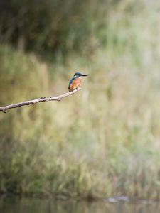 Preview wallpaper kingfisher, bird, branch, sit