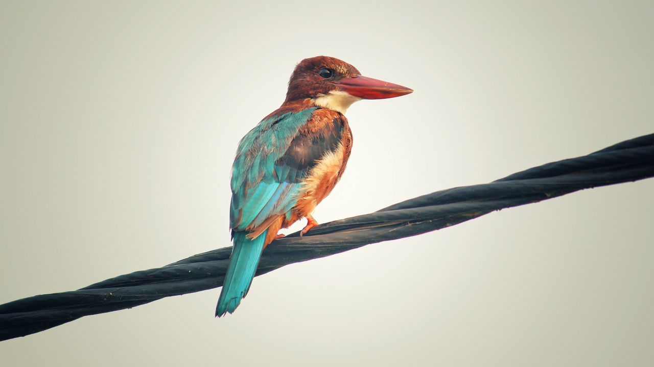 Wallpaper kingfisher, bird, colorful