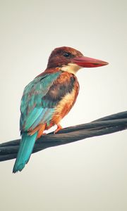 Preview wallpaper kingfisher, bird, colorful