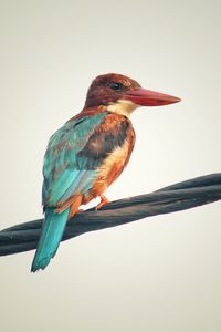 Preview wallpaper kingfisher, bird, colorful