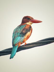 Preview wallpaper kingfisher, bird, colorful
