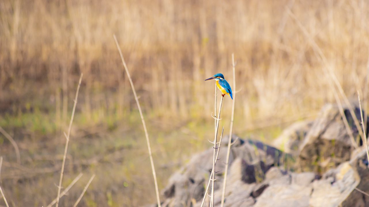 Wallpaper kingfisher, bird, colorful, branch, wildlife