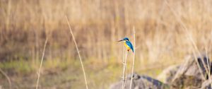 Preview wallpaper kingfisher, bird, colorful, branch, wildlife